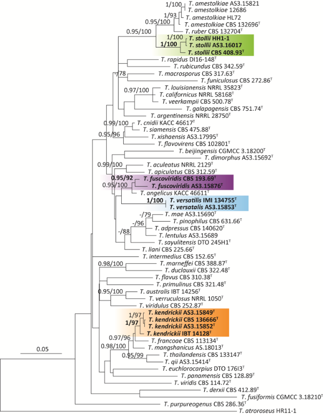 Four species of Talaromyces new to China