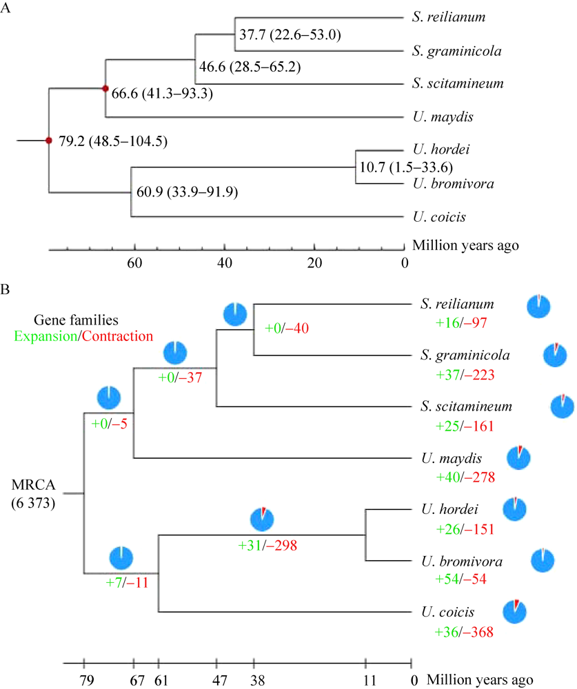 Sequencing of adlay smut fungus genome provides insights into 