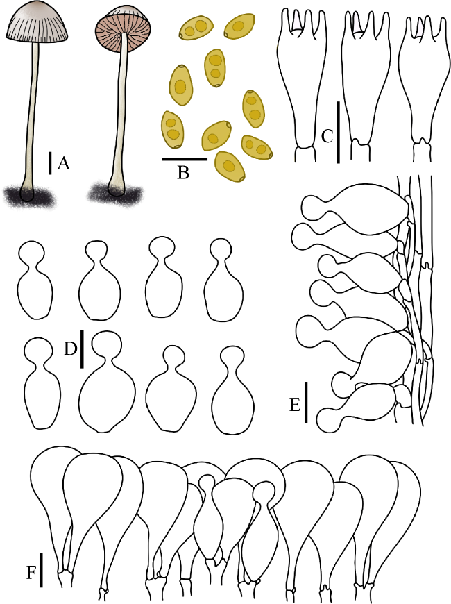 Taxonomy of genera Conocybe and Pholiotina (Agaricales