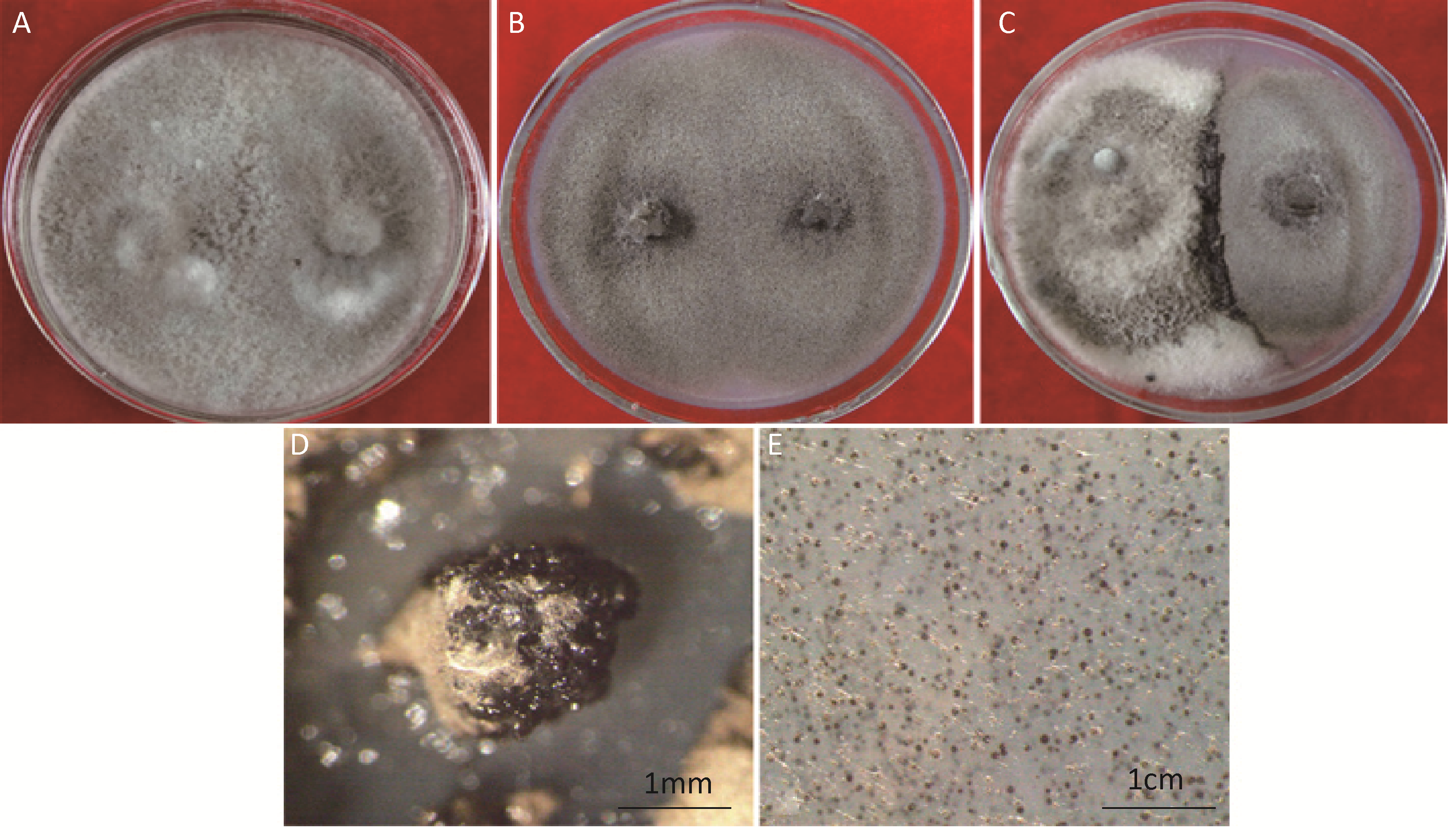 根癌农杆菌介导的新暗色柱节孢菌遗传转化
