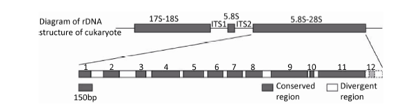 Generic Classification Based On The Symplesiomorphy Of Genotype And 