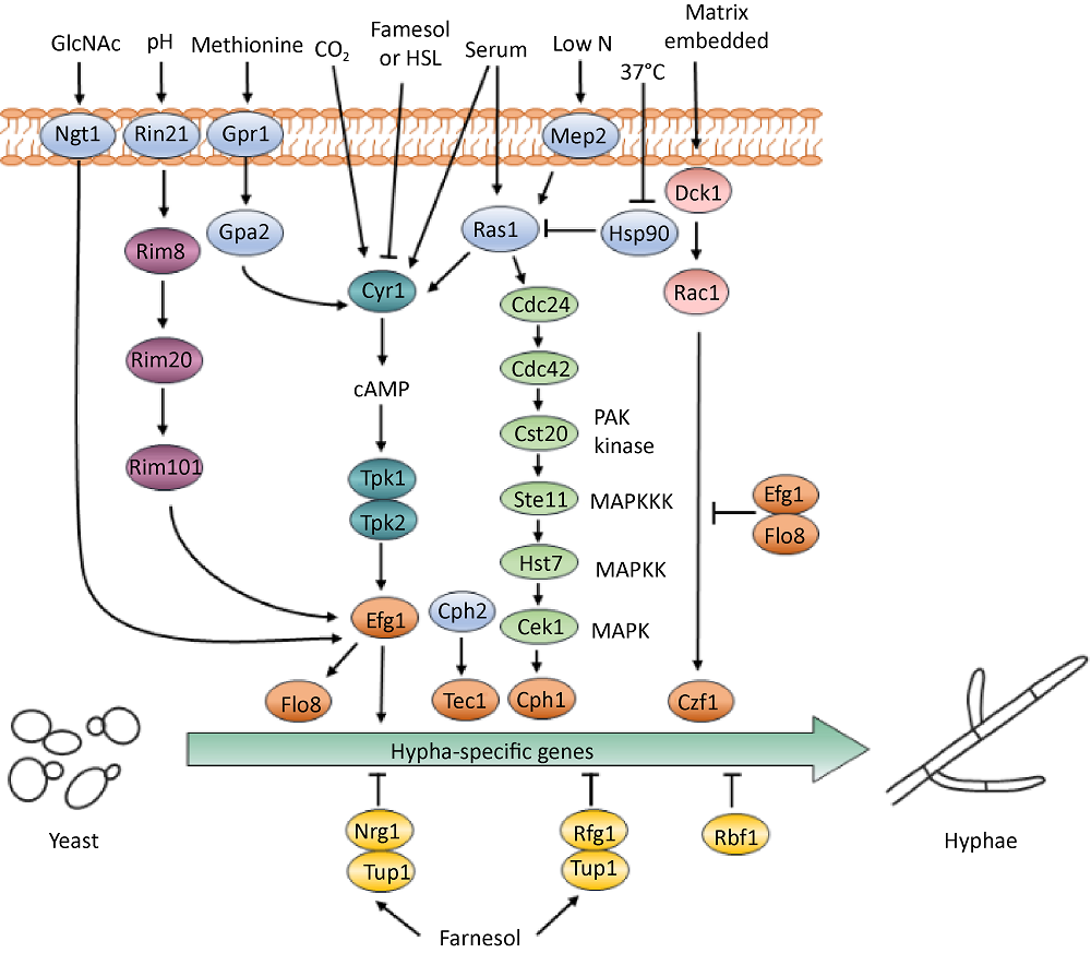 Research advance of the interaction between Candida and the host