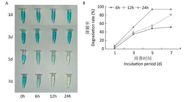 Optimization of decolorization conditions of malachite green dye