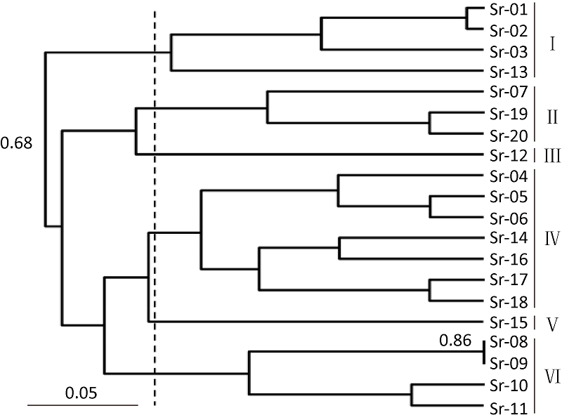 Genetic diversity and cultivation characteristics of the main