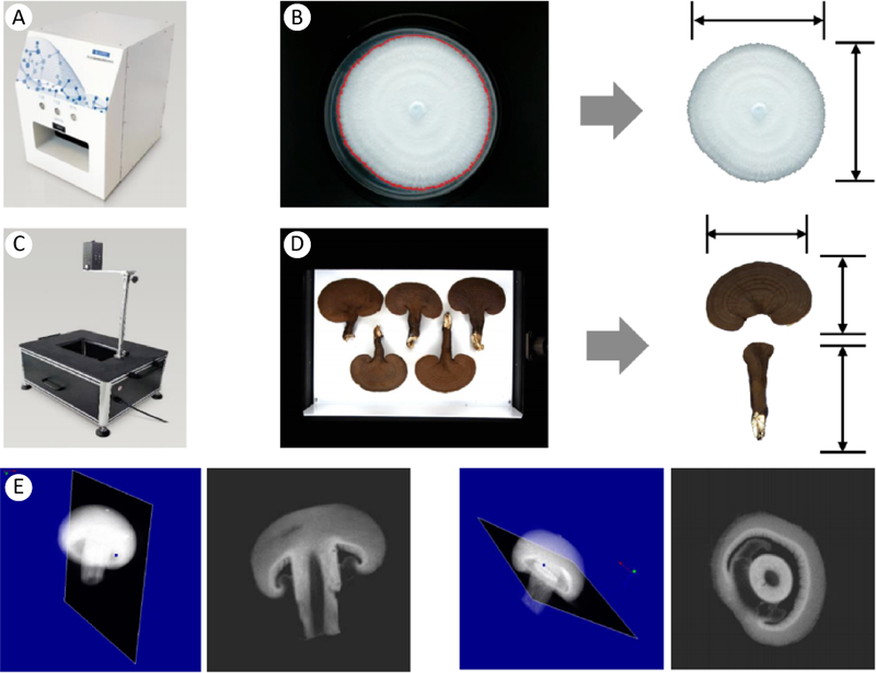 Research progress on mushroom phenotyping