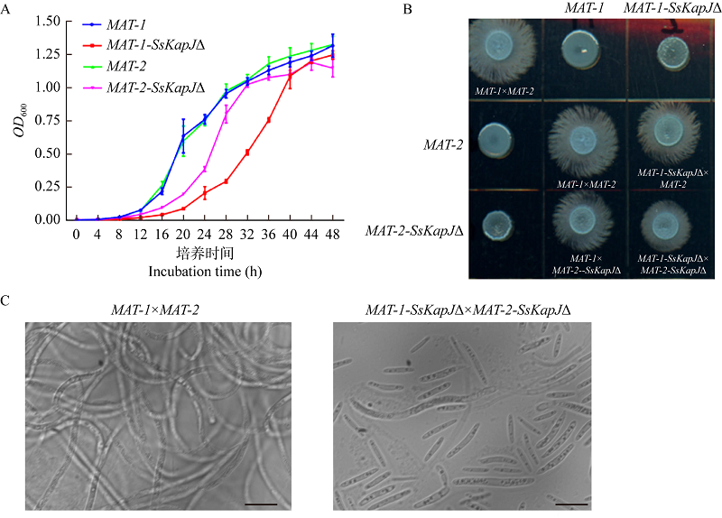 PDF) Biological Characteristics of Verticillium dahliae MAT1-1 and